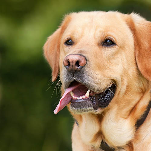  un chiot soin pharmacie Curci